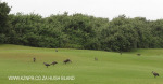 Beachwood Country Club fairways (1)