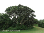 Beachwood Country Club fairways (5)