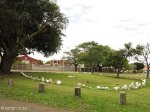 durban-berea-argyle-montpelier-0-greyville-tennis-club-shembe-ring-s-29-50-065-e-31-00-916-elev-51m-1