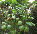 Durban - 109 Riley Road -   (9)