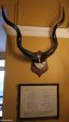 Durban Club -  Main Bar - Kudu trophy