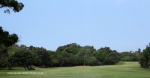 Durban Country Club - Giant fig tree (2)