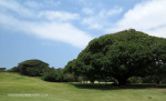 Durban Country Club - Giant fig tree (3)