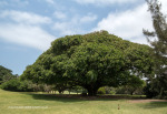 Durban Country Club - Giant fig tree (4)