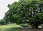 Durban Country Club - Giant fig tree (5)
