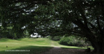 Durban Country Club - Giant fig tree (6)