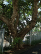 Durban - Berea - Nazareth House - courtyard tree)