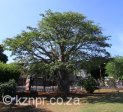 dhs-main-fields-bill-payne-boabab-tree-2