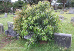 Malvern-Civil-Cemetery-Grave-Anna-Johanna-112