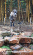 Mitchell-Park-Zoo-Billy-Goat-14