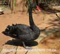 Mitchell-Park-Zoo-Black-Swan17