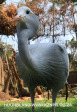 Mitchell-Park-Zoo-Blue-Crane-3