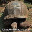 Mitchell-Park-Zoo-tortoise-12