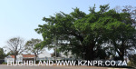 Morningside-cnr-Wallave-and-Innes