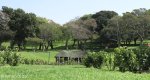 morningside-innes-road-jameson-park-gardens-s-29-49-667-e-31-00-601-elev-97m-23