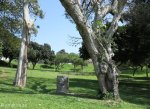 morningside-innes-road-jameson-park-gardens-s-29-49-667-e-31-00-601-elev-97m-30