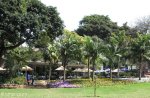 morningside-nimmo-road-mitchell-park-flowers-entrance-s-29-49-531-e-31-00-633-2