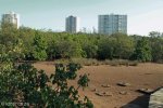 Beachwood Mangrove Nature Reserve -  (13)