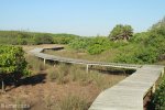 Beachwood Mangrove Nature Reserve -  Board Walks (1)