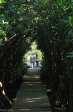 Beachwood Mangrove Nature Reserve -  Board Walks (10)