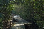 Beachwood Mangrove Nature Reserve -  Board Walks (11)