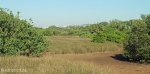 Beachwood Mangrove Nature Reserve -  Board Walks (12)