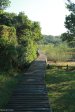 Beachwood Mangrove Nature Reserve -  Board Walks (2)
