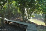 Beachwood Mangrove Nature Reserve -  Board Walks (3)