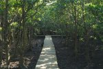 Beachwood Mangrove Nature Reserve -  Board Walks (4)