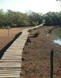 Beachwood Mangrove Nature Reserve -  Board Walks (5)