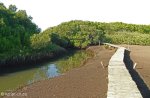 Beachwood Mangrove Nature Reserve -  Board Walks (6)