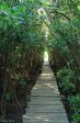 Beachwood Mangrove Nature Reserve -  Board Walks (7)