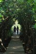 Beachwood Mangrove Nature Reserve -  Board Walks (9)