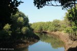 Beachwood Mangrove Nature Reserve -  Tidal Stream (1)