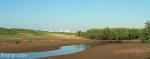 Beachwood Mangrove Nature Reserve -  Tidal Stream (2)