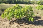 Beachwood Mangrove Nature Reserve -  Trees (1)