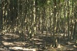 Beachwood Mangrove Nature Reserve -  Trees (2)