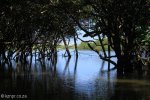 Beachwood Mangroves - Mouth closed -  (34)