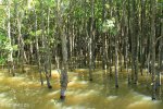 Beachwood Mangroves - Mouth closed -  Mangrove forest (1)