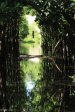 Beachwood Mangroves - Mouth closed -  Mangrove forest (4)