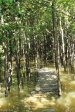 Beachwood Mangroves - Mouth closed -  Mangrove forest (5)