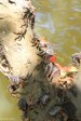 Beachwood Mangroves - Mouth closed -  crabs (2)