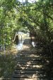 Beachwood Mangroves - Mouth closed - flooded boardwalks (1)