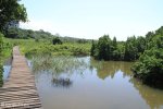 Beachwood Mangroves - Mouth closed - flooded boardwalks (11)