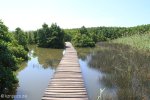 Beachwood Mangroves - Mouth closed - flooded boardwalks (13)
