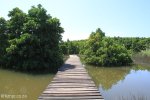 Beachwood Mangroves - Mouth closed - flooded boardwalks (14)