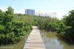 Beachwood Mangroves - Mouth closed - flooded boardwalks (15)