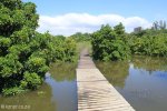 Beachwood Mangroves - Mouth closed - flooded boardwalks (16)