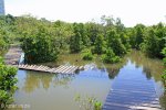 Beachwood Mangroves - Mouth closed - flooded boardwalks (17)