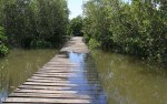 Beachwood Mangroves - Mouth closed - flooded boardwalks (18)